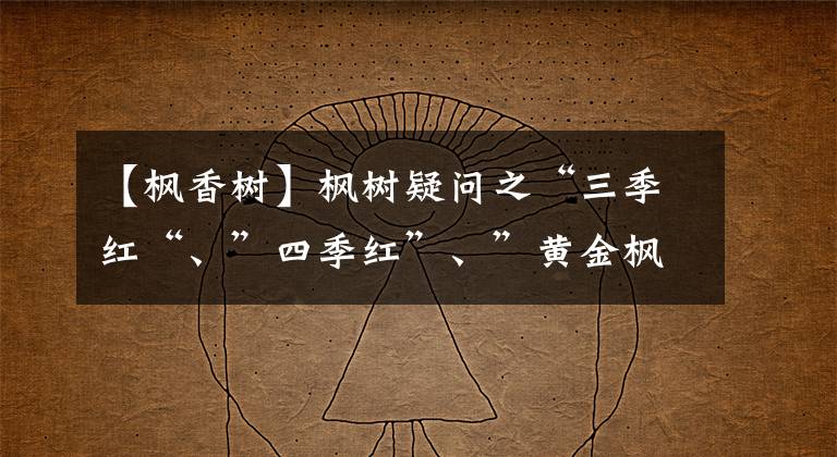 【枫香树】枫树疑问之“三季红“、”四季红”、”黄金枫”？