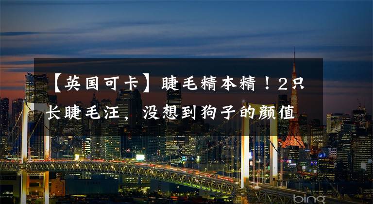【英国可卡】睫毛精本精！2只长睫毛汪，没想到狗子的颜值都能惹人羡慕