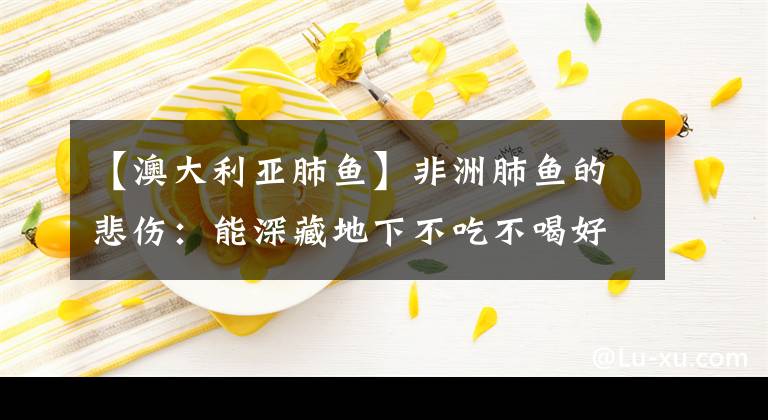 【澳大利亚肺鱼】非洲肺鱼的悲伤：能深藏地下不吃不喝好几年，却躲不过人类的挖掘