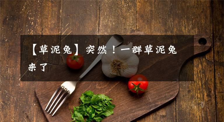 【草泥兔】突然！一群草泥兔来了