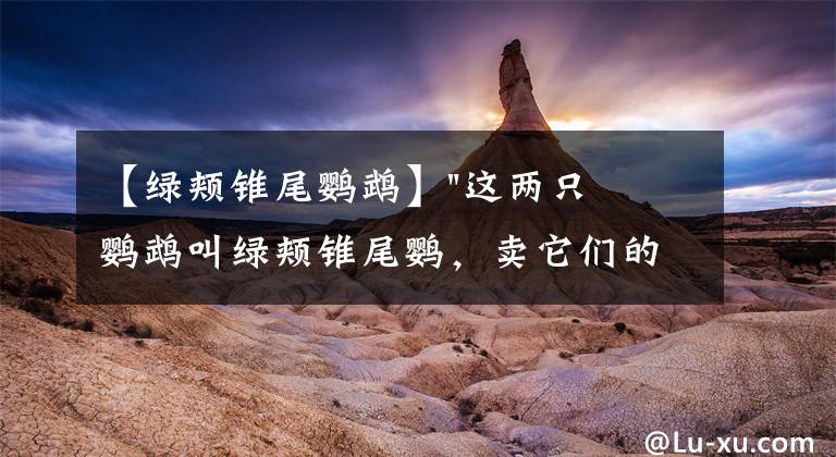 【绿颊锥尾鹦鹉】"这两只鹦鹉叫绿颊锥尾鹦，卖它们的人已经被抓起来了"