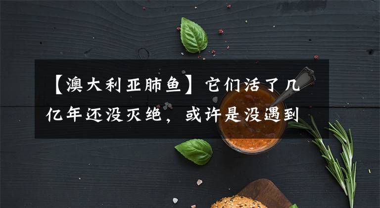 【澳大利亚肺鱼】它们活了几亿年还没灭绝，或许是没遇到广东人