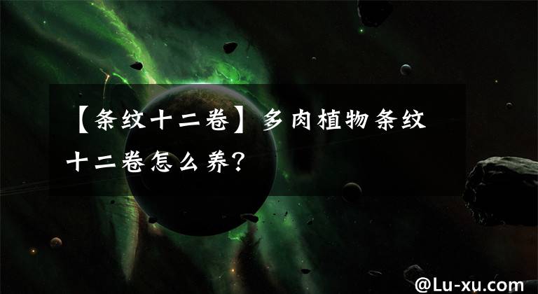 【条纹十二卷】多肉植物条纹十二卷怎么养？