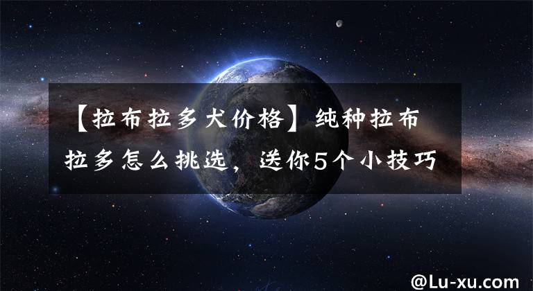 【拉布拉多犬价格】纯种拉布拉多怎么挑选，送你5个小技巧
