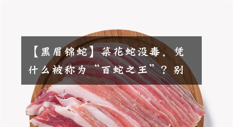 【黑眉锦蛇】菜花蛇没毒，凭什么被称为“百蛇之王”？别的毒蛇反而害怕它？