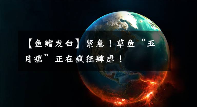 【鱼鳍发白】紧急！草鱼“五月瘟”正在疯狂肆虐！
