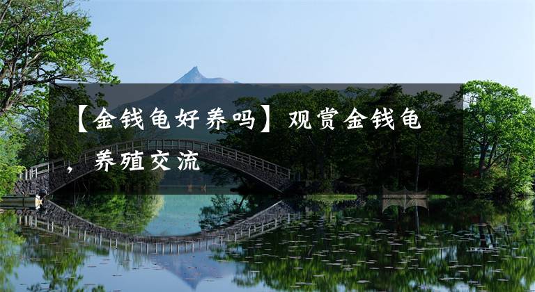 【金钱龟好养吗】观赏金钱龟，养殖交流