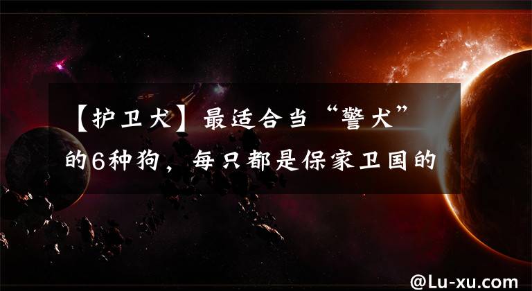【护卫犬】最适合当“警犬”的6种狗，每只都是保家卫国的好手