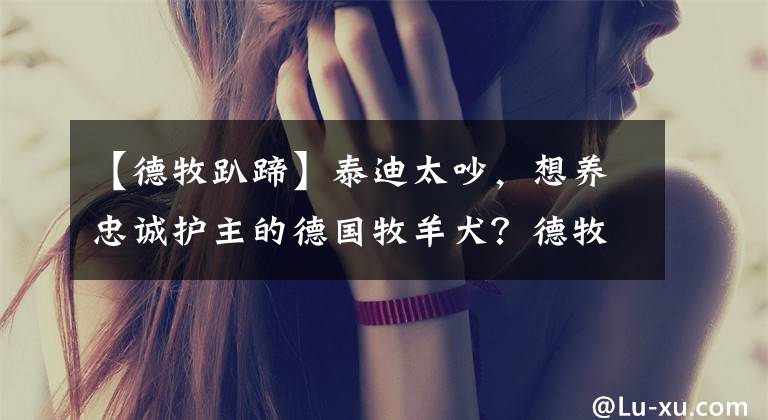 【德牧趴蹄】泰迪太吵，想养忠诚护主的德国牧羊犬？德牧可比泰迪难养得多