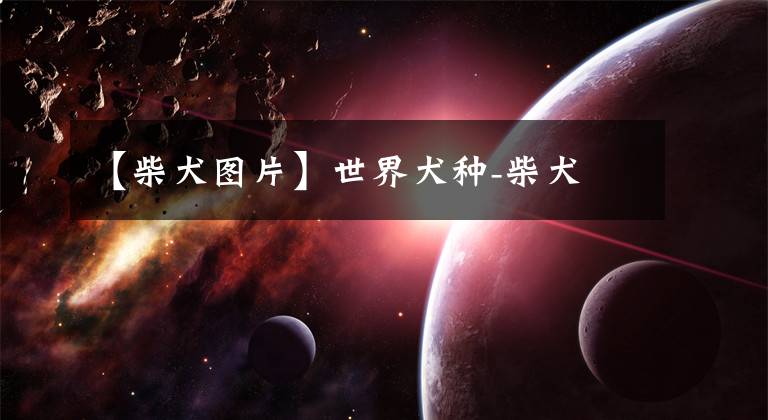 【柴犬图片】世界犬种-柴犬