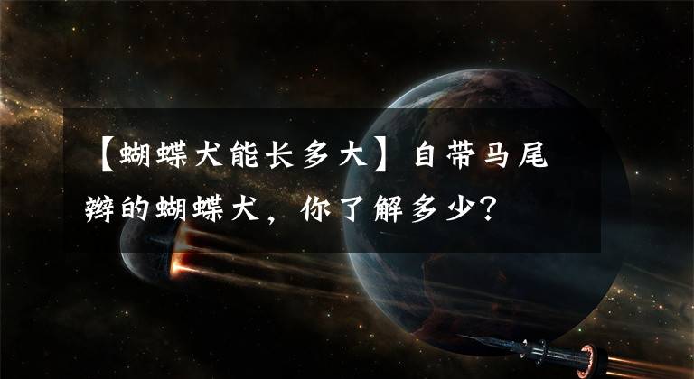 【蝴蝶犬能长多大】自带马尾辫的蝴蝶犬，你了解多少？