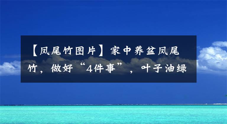 【凤尾竹图片】家中养盆凤尾竹，做好“4件事”，叶子油绿茂盛，植株疯长不停