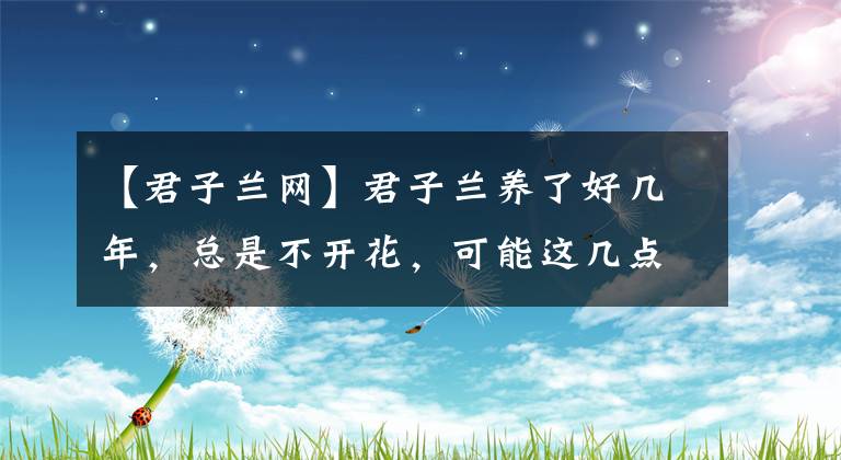 【君子兰网】君子兰养了好几年，总是不开花，可能这几点没做好