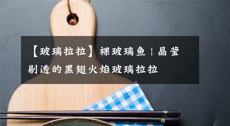 【玻璃拉拉】裸玻璃鱼 | 晶莹剔透的黑翅火焰玻璃拉拉