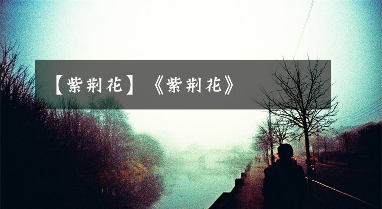 【紫荆花】《紫荆花》