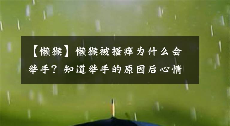 【懒猴】懒猴被搔痒为什么会举手？知道举手的原因后心情好难过