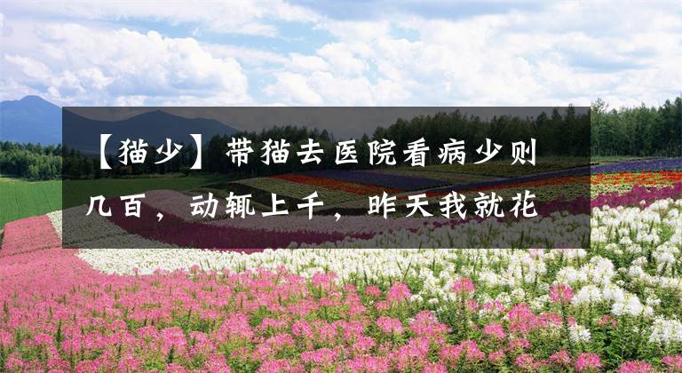 【猫少】带猫去医院看病少则几百，动辄上千，昨天我就花了十元钱！