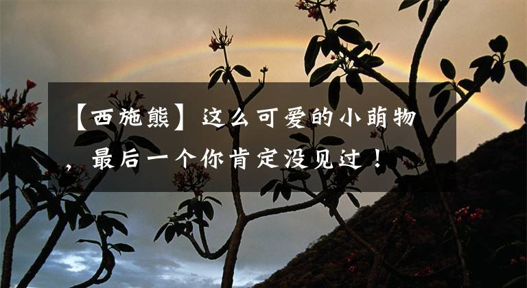 【西施熊】这么可爱的小萌物，最后一个你肯定没见过！