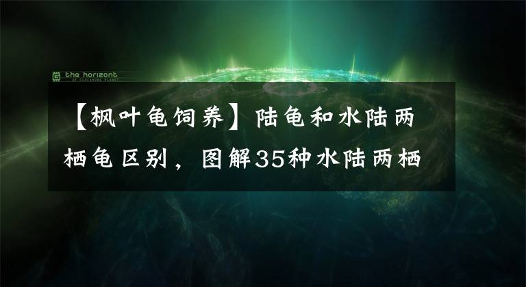 【枫叶龟饲养】陆龟和水陆两栖龟区别，图解35种水陆两栖龟，趣味赏玩