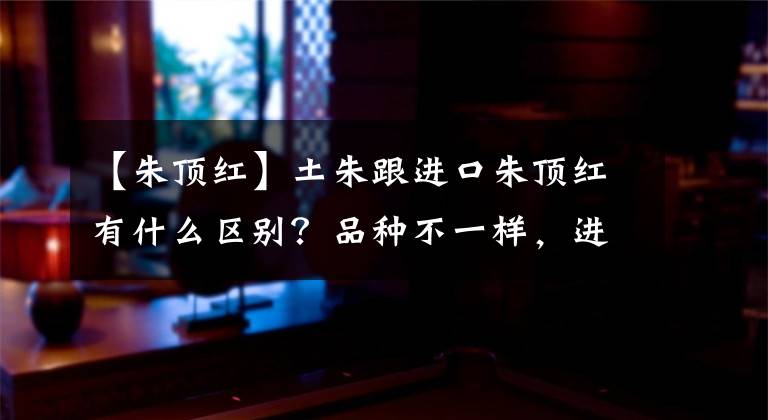 【朱顶红】土朱跟进口朱顶红有什么区别？品种不一样，进口朱顶红开花更大