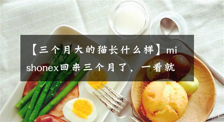 【三个月大的猫长什么样】mishonex回来三个月了，一看就想打瞌睡，一闭上眼睛就到了第二天