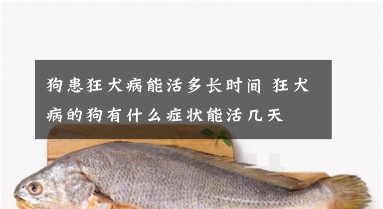 狗患狂犬病能活多长时间 狂犬病的狗有什么症状能活几天