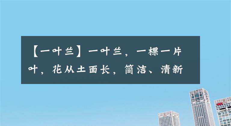 【一叶兰】一叶兰，一棵一片叶，花从土面长，简洁、清新、泼辣，太独特了