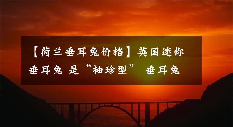 【荷兰垂耳兔价格】英国迷你垂耳兔 是“袖珍型” 垂耳兔品种