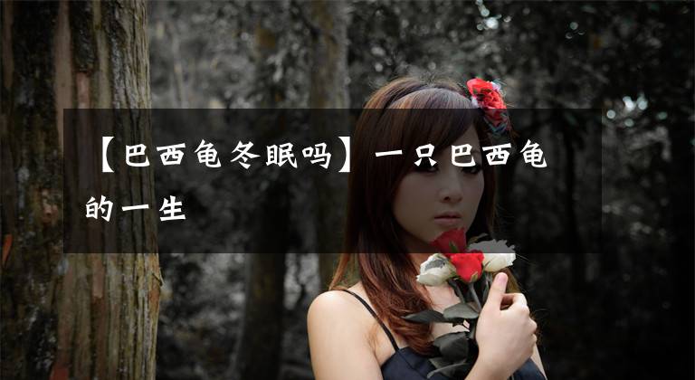 【巴西龟冬眠吗】一只巴西龟的一生