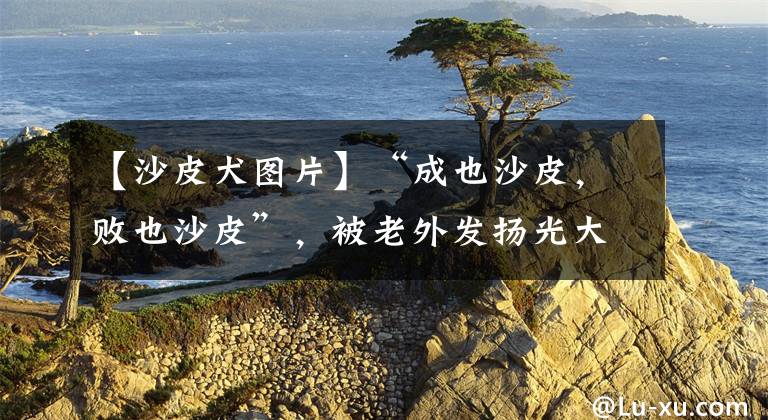 【沙皮犬图片】“成也沙皮，败也沙皮”，被老外发扬光大的中国本土狗——沙皮犬