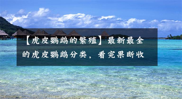 【虎皮鹦鹉的繁殖】最新最全的虎皮鹦鹉分类，看完果断收藏