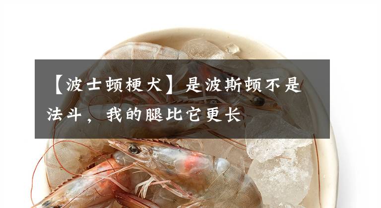 【波士顿梗犬】是波斯顿不是法斗，我的腿比它更长