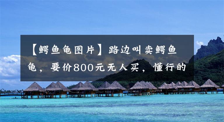 【鳄鱼龟图片】路边叫卖鳄鱼龟，要价800元无人买，懂行的人说“老套路了”