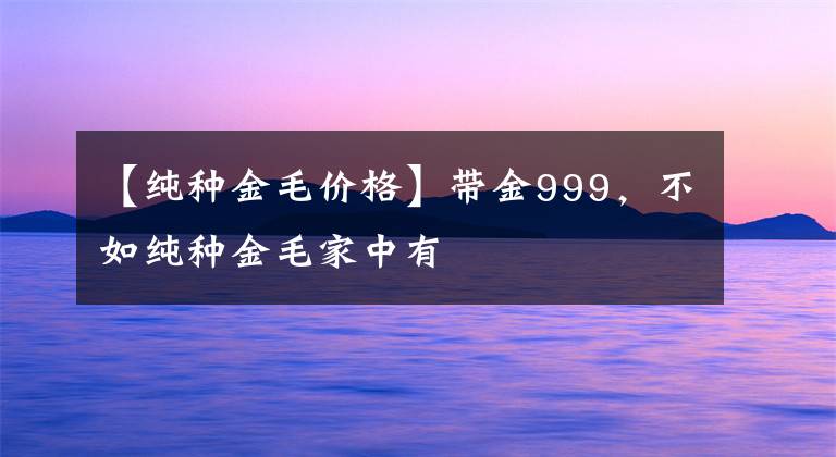 【纯种金毛价格】带金999，不如纯种金毛家中有