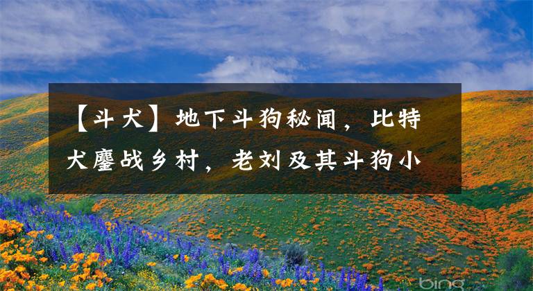 【斗犬】地下斗狗秘闻，比特犬鏖战乡村，老刘及其斗狗小虎的故事