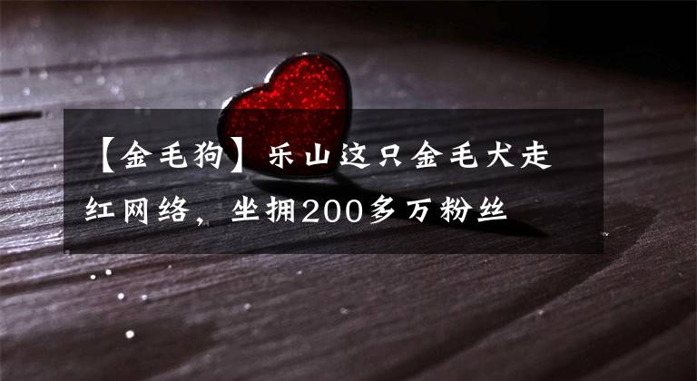 【金毛狗】乐山这只金毛犬走红网络，坐拥200多万粉丝