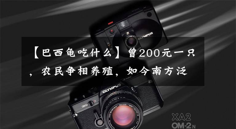【巴西龟吃什么】曾200元一只，农民争相养殖，如今南方泛滥成灾，成生态杀手