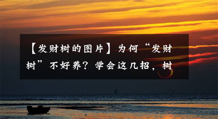 【发财树的图片】为何“发财树”不好养？学会这几招，树干粗壮叶片光亮