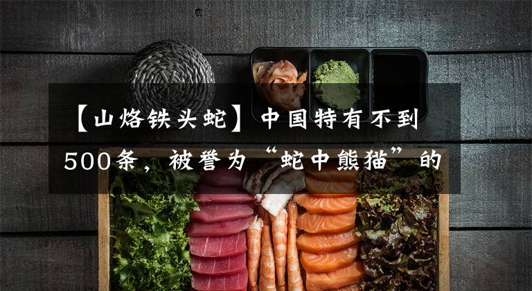 【山烙铁头蛇】中国特有不到500条，被誉为“蛇中熊猫”的小青龙，一条价值百万