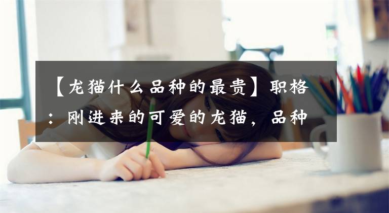 【龙猫什么品种的最贵】职格：刚进来的可爱的龙猫，品种不同，价格差异这么大。
