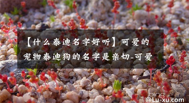 【什么泰迪名字好听】可爱的宠物泰迪狗的名字是亲切-可爱