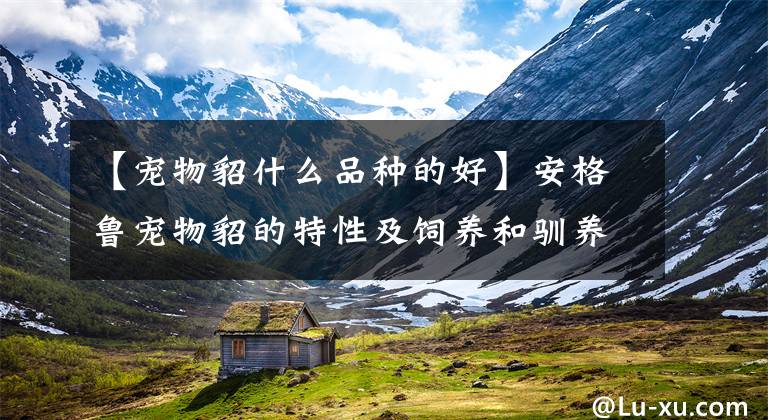 【宠物貂什么品种的好】安格鲁宠物貂的特性及饲养和驯养方法