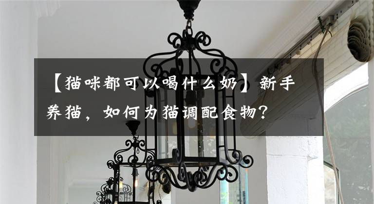【猫咪都可以喝什么奶】新手养猫，如何为猫调配食物？