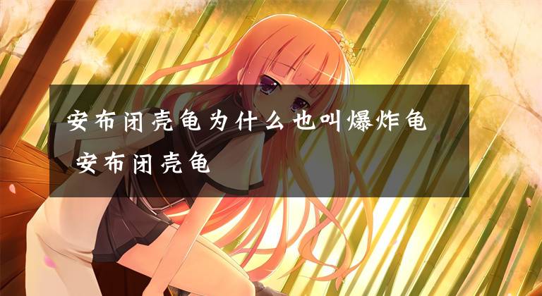 安布闭壳龟为什么也叫爆炸龟 安布闭壳龟