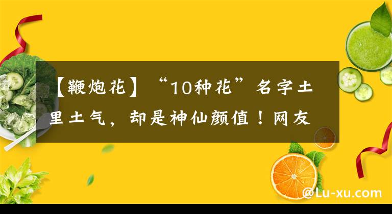 【鞭炮花】“10种花”名字土里土气，却是神仙颜值！网友：被名字耽误了一生