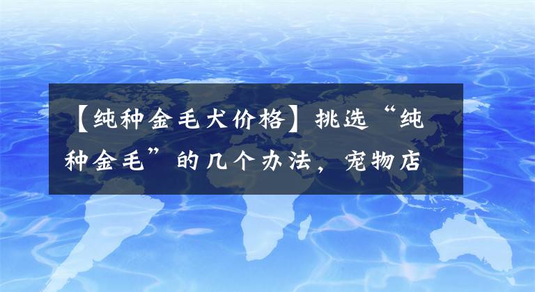 【纯种金毛犬价格】挑选“纯种金毛”的几个办法，宠物店老板绝不会告诉你