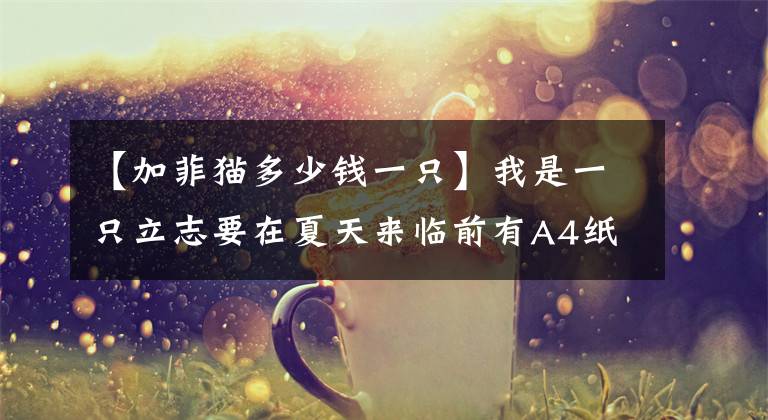 【加菲猫多少钱一只】我是一只立志要在夏天来临前有A4纸腰的加菲猫！