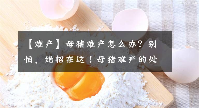 【难产】母猪难产怎么办？别怕，绝招在这！母猪难产的处理方法，快收藏吧