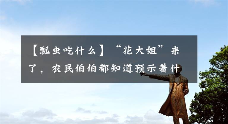【瓢虫吃什么】“花大姐”来了，农民伯伯都知道预示着什么，城里人很少知道