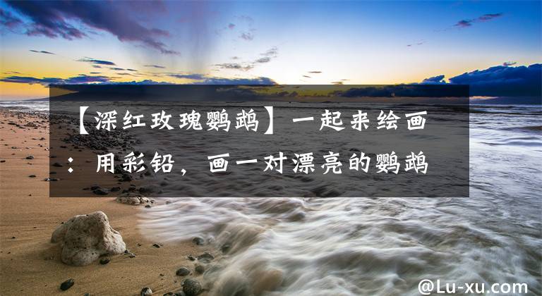 【深红玫瑰鹦鹉】一起来绘画：用彩铅，画一对漂亮的鹦鹉